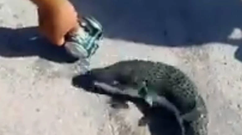 Βίντεο-σοκ: Λαγοκέφαλος τρώει… μεταλλικό κουτάκι!